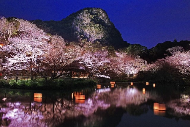 御船山楽園の夜桜