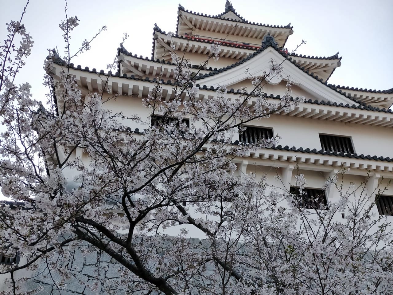 唐津城の桜