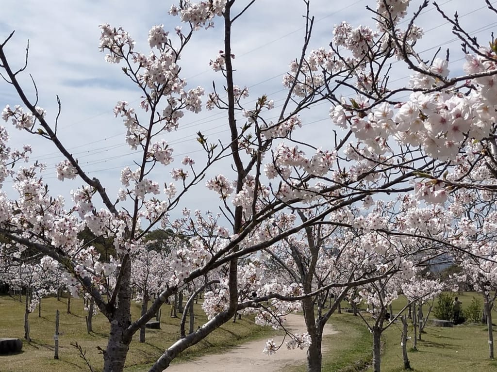 「河畔のさくら」道