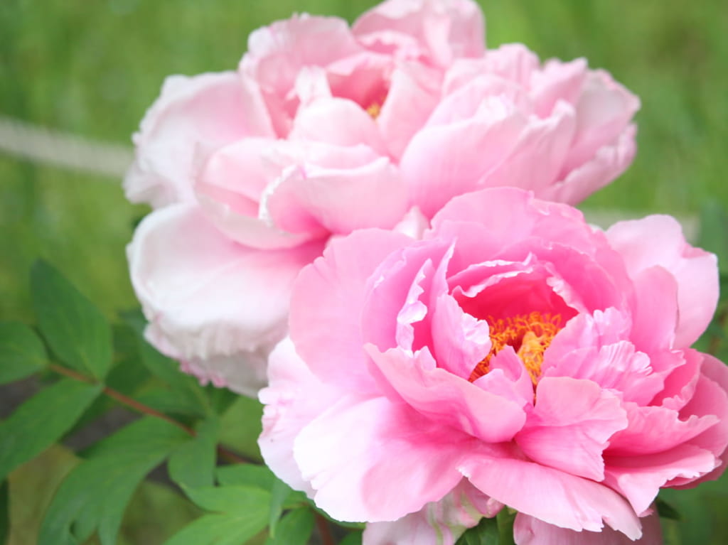 ぼたんの花