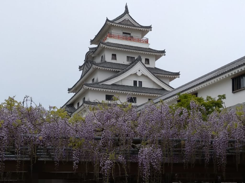 唐津城藤の花