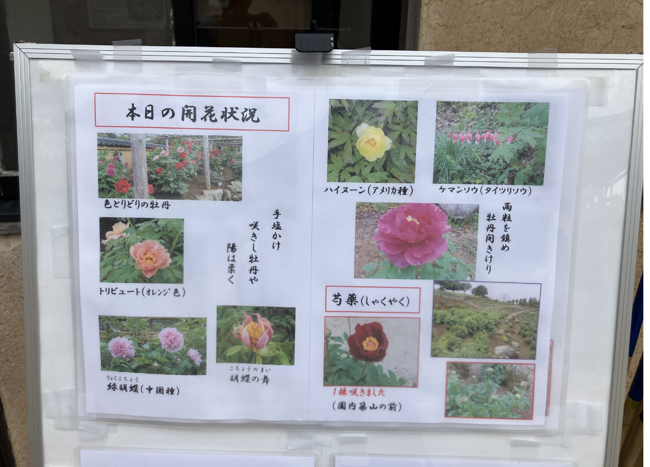 ぼたんと緑の丘