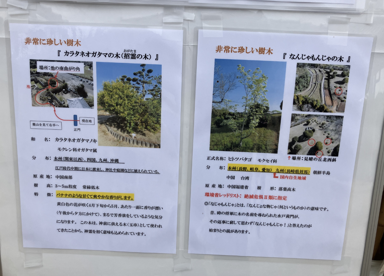 ぼたんと緑の丘