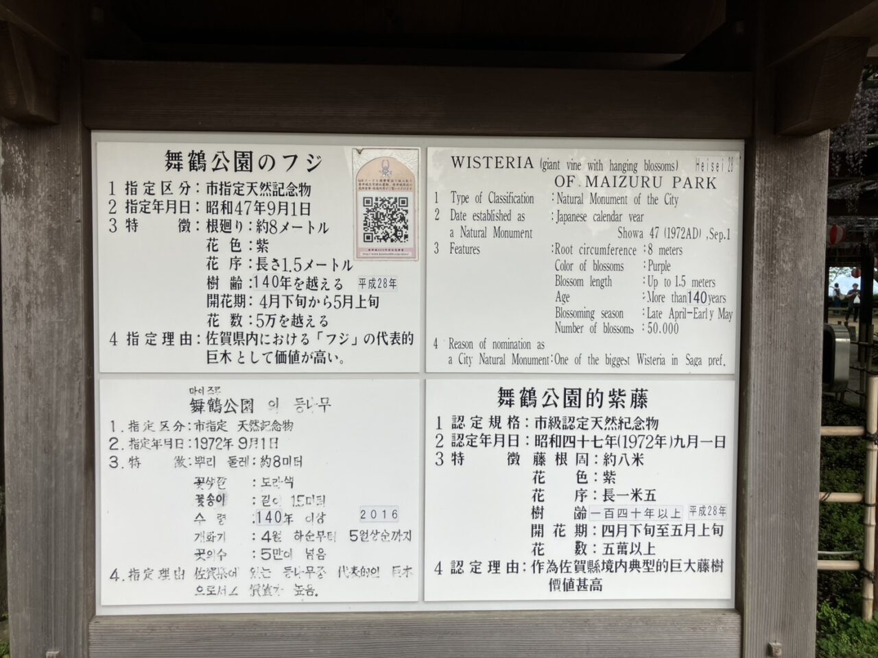 唐津城藤の花紹介