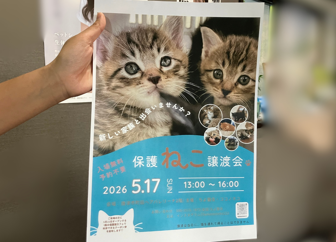 保護猫譲渡会