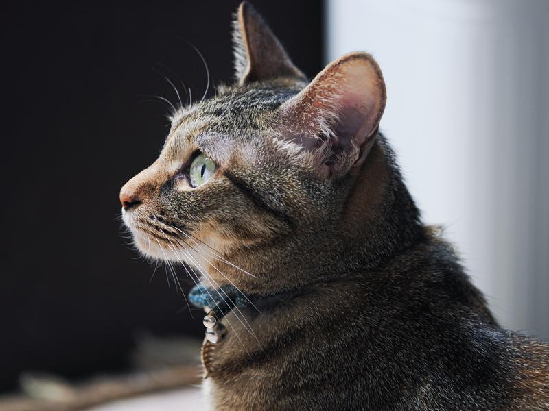 保護猫